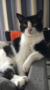Black And White Tuxedo Cats Tuxedo Cats Have A Black And White Coat That Looks Like The Cat Is Wearing As The Name Suggests A Tuxedo Most Of A Tuxie S Baby Cats Cute Animals Cute Cats