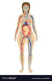 Find the perfect human internal organ stock illustrations from getty images. Pregnant Women Anatomy Anatomy Drawing Diagram