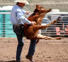 Image result for calf roping photos