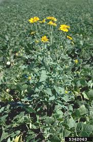 Image result for Verbesina encelioides