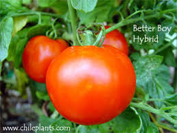 Obviously, we love to grow tomatoes. Chileplants Com Better Boy Vfn Hybrid Tomato Seed