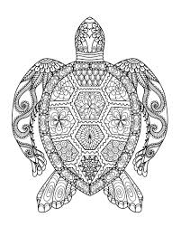Realistic Turtle Coloring Pages Picture Inspirations Printable Sea Page Lovely Simple For Adults Auto Slavyanka