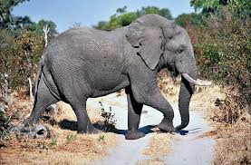 Maybe you would like to learn more about one of these? Moremi Game Reserve Wikipedia