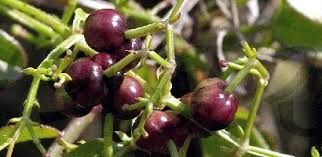 Image result for Rubia cordifolia