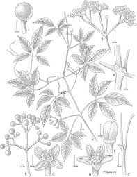 Image result for Cyphostemma heterotrichum