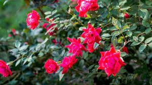 Check spelling or type a new query. 10 Types Of Fragrant Roses To Grow