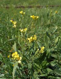 Image result for Pentadiplandraceae