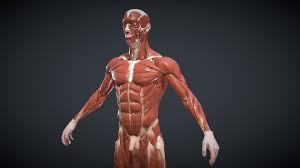 Google Image Result For Https Media Sketchfab Com Models 85249bf91630484dbfa60fee568875d3 Thumbnails Ab85c80abdd840da In 2020 Anatomy Study Anatomy Practice 3d Model