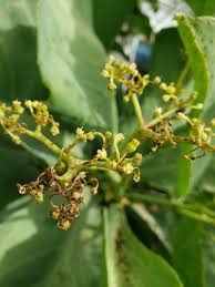 Image result for Cyphostemma wittei