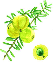 amla berries garden of life amla berries garden of life
