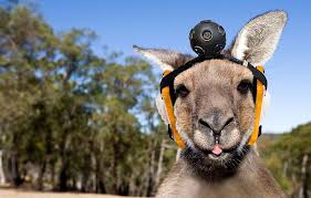 Best Of April Fool S 2012 Animals Google Street View Pet News