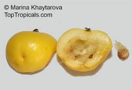 Image result for Aristida stipitata