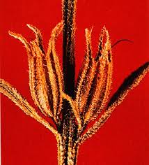 Image result for Striga chrysantha