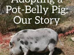 See more ideas about mini pigs, pet pigs, mini potbelly pigs. Adopting And Caring For A Domesticated Pot Belly Pig Pethelpful By Fellow Animal Lovers And Experts