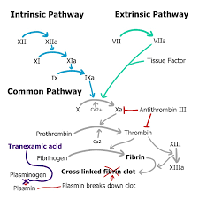 Image result for Common Clotting Pathway