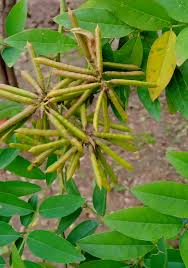Image result for Indigofera circinella
