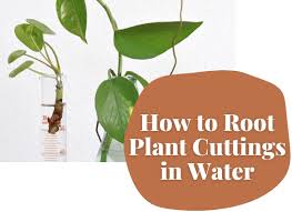 How to hang curtains without making holes in the wall interior. Clever Ways To Hang Your Plants Clever Bloom