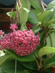 Pin On Plants