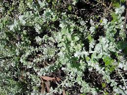 Image result for Plecostachys