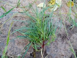 Image result for Afrohybanthus