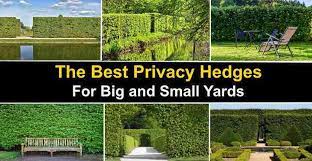 Privacy hedge planting tips for fast growth. The Best Privacy Hedges Shrubs And Trees For Privacy Pictures