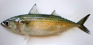 We did not find results for: Indian Mackerel Wikipedia