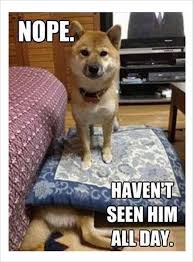 Haven T Seen Him All Day Funny Animals Cute Funny Animals Funny Animal Pictures