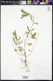 Image result for Phyllanthus boehmii