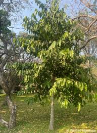 Image result for Treculia