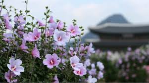 Liburan ke taman bunga celosia, suasananya kayak di paris loh. 5 Fakta Mugunghwa Bunga Nasional Korea Selatan Yang Menakjubkan