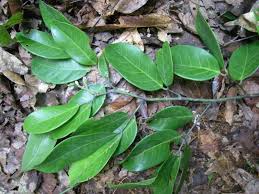 Image result for Berlinia orientalis