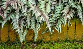 Image result for Athyrium