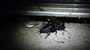 Maybe you would like to learn more about one of these? Giant Cricket Chirping In My Garage Youtube