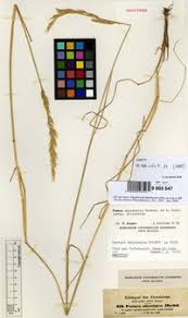 Image result for Festuca abyssinica