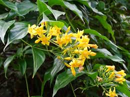 Image result for Gelsemiaceae