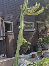 Image result for Euphorbia candelabrum