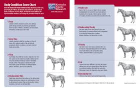 What You Need To Know Before Rescuing A Horse