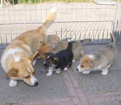 Your genereous donation helps animals most in need. Pembroke Welsh Corgi Puppies For Sale For Sale In Miami Lakes Florida Classified Americanlisted Com