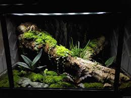 1 Aquascaping Ideas For Inspirations Aquascape Frog Terrarium Aquarium Accessories
