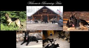 Johns, michigan has been breeding and training dogs for lives of significance and service since 1977. German Shepherd Puppies For Sale German Shepherd Breeder German Shepherd Breeders Michigan Http Www Browninghausgermanshepherds Com