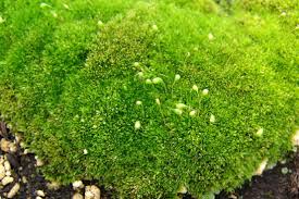 Image result for Mostuea microphylla