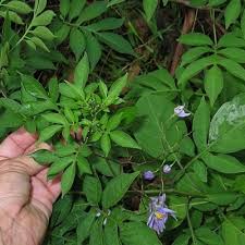 Image result for Solanum seaforthianum