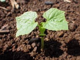 Image result for Momordica pterocarpa