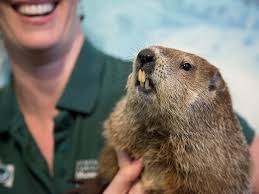 Explore groundhog day's shadowy history as well as interesting facts about the custom. Groundhog Day 2019 Programs And Events Calendar