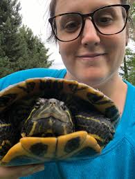 The turtles are starting to come out of hibernation at Sardis Park.