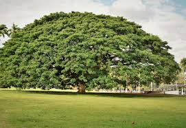 Image result for Samanea