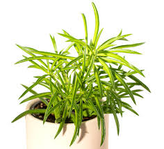 Image result for Senecio propior