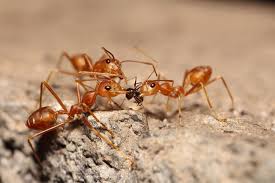 Image result for ant bite