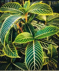 Image result for Sanchezia speciosa