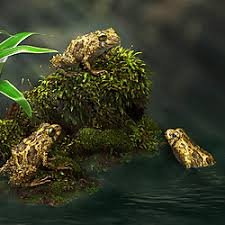 Image result for Pristimantis mutabilis